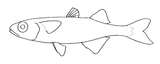 Representative of the family Atherinidae (Gosline & Brock, 1960, fig. 82)